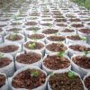 Lookgrow palántazsák készlet - 1000db