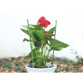 Növénytámasz gyűrűkkel, 60cm - zöld