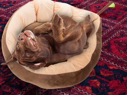 Levél alakú kisállat ágy 52x45x15cm - barna