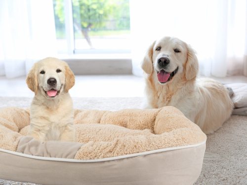 Kisállat fekhely bézs - 60x50cm