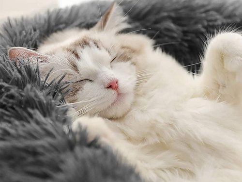 Kerek plüss kisállatfekhely, világosszürke - 80x15cm