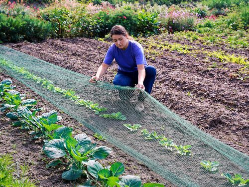 Madár elleni kerti védőháló, zöld - 14x8m