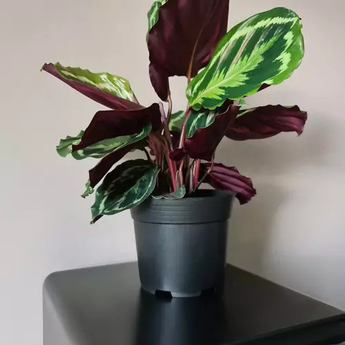 Műanyag virágcserép - 500 db