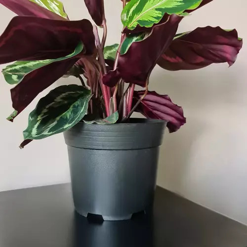 Műanyag virágcserép - 500 db