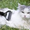 Kétoldalú trimmelő kefe kutyáknak és macskáknak