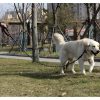 Fényvisszaverő kutyapóráz fekete - 5m