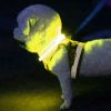 Állítható LED nyakörv - 20-70cm