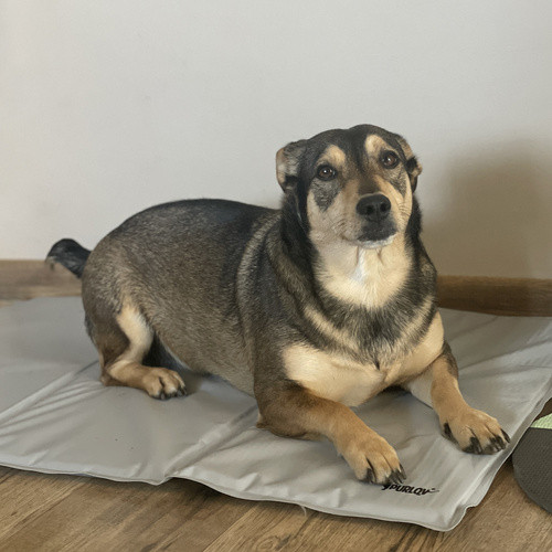 Kisállat zselés hűtőszőnyeg 90x50x1,5cm - szürke